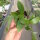 Hoya persicina ssp. rosae