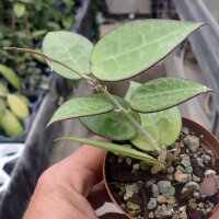 Hoya parasitica cv. Black Edge