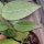 Hoya parasitica cv. Black Edge