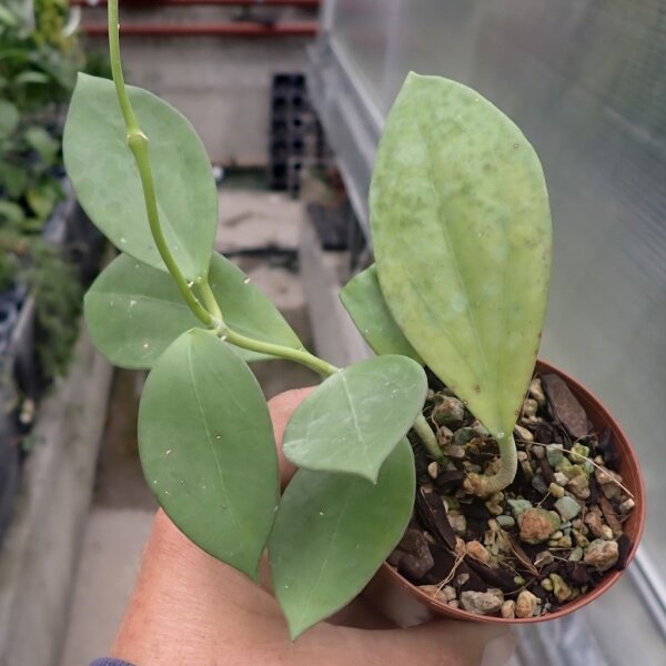 Hoya cv. Bent