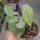 Hoya cv. Bent