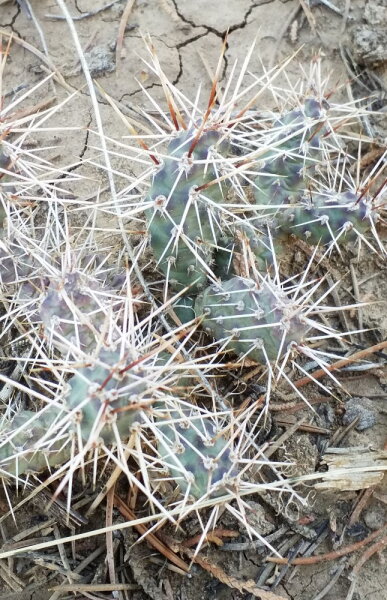 Opuntia fragilis südlich von Montrose Col. 2100m (dw)