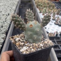 Tephrocactus articulatus v. strobiliformis (dw)