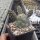 Tephrocactus articulatus v. strobiliformis (dw)