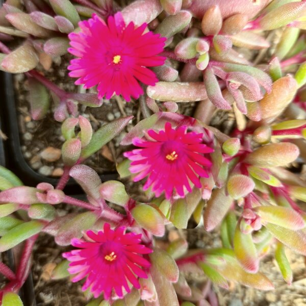 Delosperma cv. Desert Dancer Red (dw)