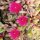 Delosperma cv. Desert Dancer Red (dw)