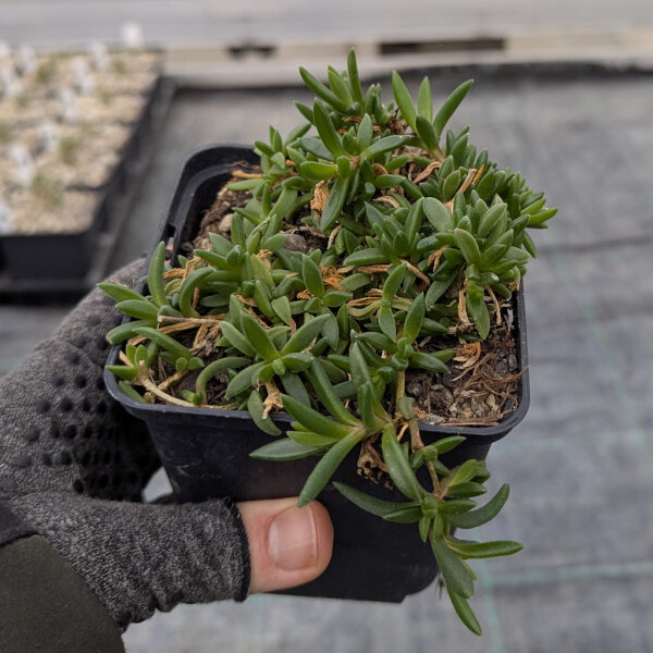 Delosperma cv. Nani Forssmann (dw)