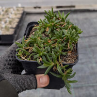 Delosperma cv. Nani Forssmann (dw)