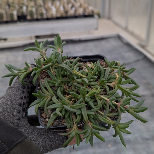 Delosperma cv. Große Flamme Rot (dw)
