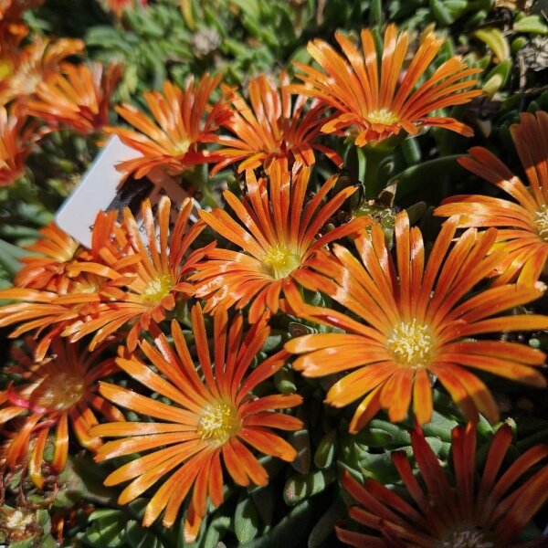 Delosperma cv. Eugens Allerbeste (dw)