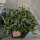 Delosperma cv. Eugens Allerbeste (dw)