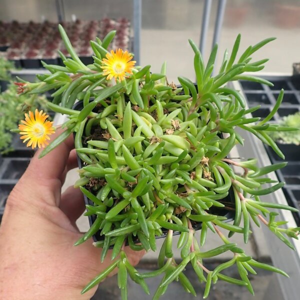 Delosperma cv. Strohfeuer (dw)