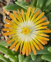 Delosperma cv. Strohfeuer (dw)