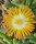 Delosperma cv. Strohfeuer (dw)