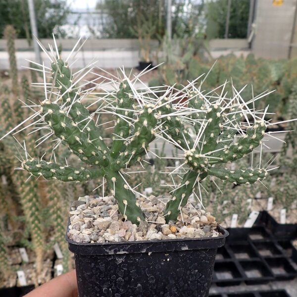 Cylindropuntia whipplei cv. Snow Queen (dw)