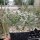 Cylindropuntia whipplei cv. Snow Queen (dw)