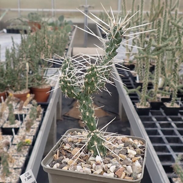 Cylindropuntia aff. whipplei cv. Snow Tiger, Jakobslake, AZ, 1900m (dw)