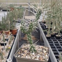 Cylindropuntia aff. whipplei cv. Snow Tiger, Jakobslake,...