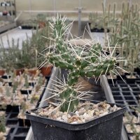 Cylindropuntia aff. whipplei cv. Snow Tiger, Jakobslake,...