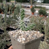 Cylindropuntia aff. whipplei cv. Snow Tiger, Jakobslake, AZ, 1900m (dw)