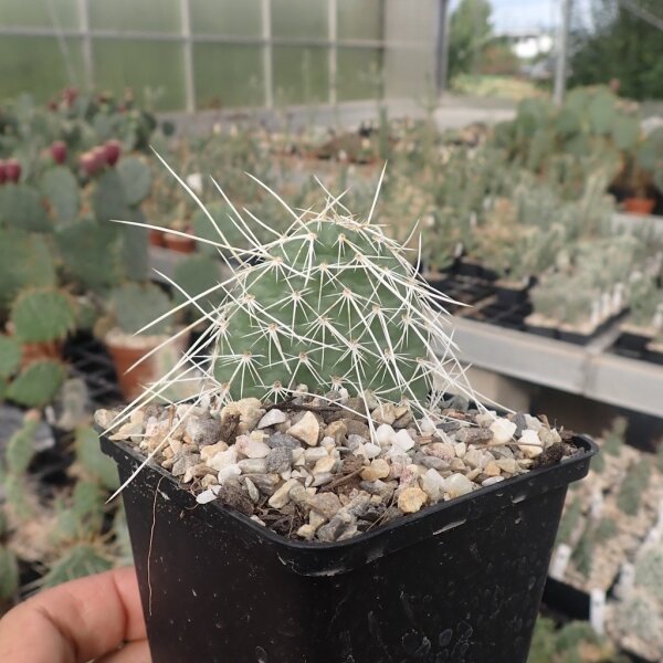 Opuntia polyacantha heacockii Klon von Panayoti (dw)