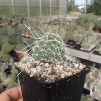 Opuntia polyacantha heacockii Klon von Panayoti (dw)