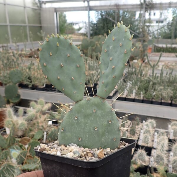 Opuntia macrorhiza cv. Mohans KW (dw)