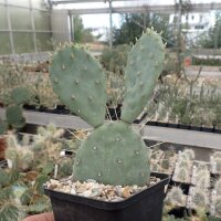 Opuntia macrorhiza cv. Mohans KW (dw)