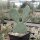 Opuntia macrorhiza cv. Mohans KW (dw)