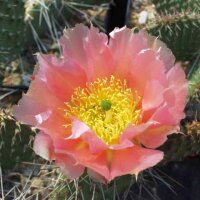 Opuntia polyacantha v. juniperina DJF 1631 Oettingen...