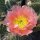 Opuntia polyacantha v. juniperina DJF 1631 Oettingen Lachsrosa Klon (dw)