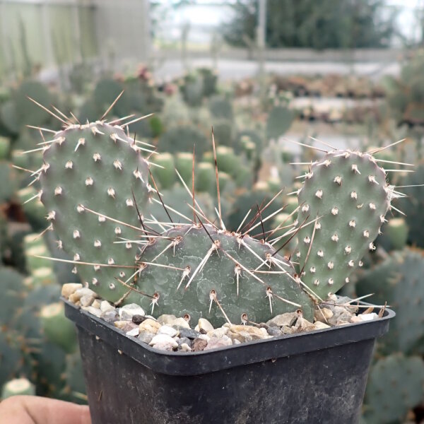 Opuntia phaeacantha San Juan Co., NM, USA, 2100m KW 2012 (dw)