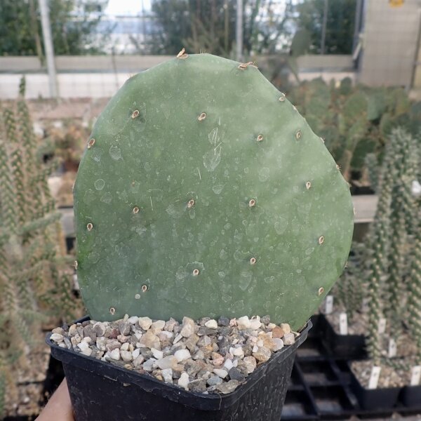 Opuntia engelmannii cv. Spineless (dw)
