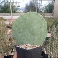 Opuntia engelmannii cv. Spineless (dw)