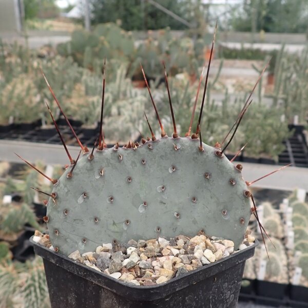 Opuntia macrocentra cv. Jan Emming (dw)