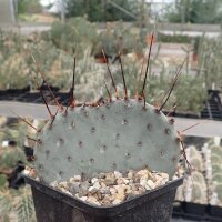 Opuntia macrocentra cv. Jan Emming (dw)