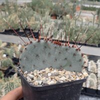 Opuntia macrocentra cv. Jan Emming (dw)