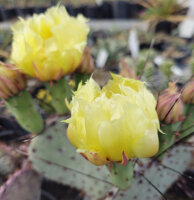 Opuntia macrocentra cv. Jan Emming (dw)