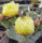 Opuntia macrocentra cv. Jan Emming (dw)