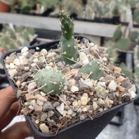Opuntia fragilis a Quarry in Colorado, USA (dw)