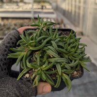 Delosperma dyeri (dw)