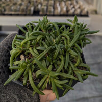 Delosperma dyeri (dw)