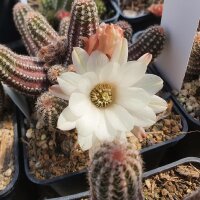 Chamaecereus cv. Alba (dw)