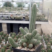Chamaecereus cv. Alba (dw)