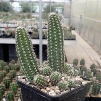 Chamaecereus cv. Alba (dw)