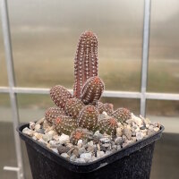 Chamaecereus cv. Alba (dw)