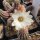 Chamaecereus cv. Alba (dw)