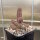 Chamaecereus cv. Alba (dw)