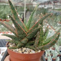 Aloe-Hybr. Christmas Carol Leo