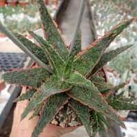 Aloe-Hybr. Christmas Carol Leo